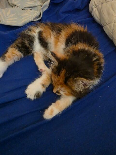 Chaton poil mis long angora femelle pf demander 150 70800 Saint-loup-sur-semouse