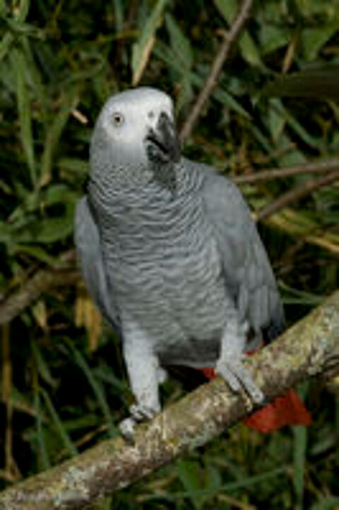   PERROQUET GRIS DU GABON JACO ELEVE A LA MAIN 