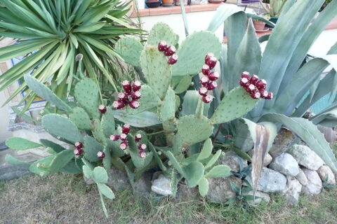 cactus , agaves, figuier de barbarie , plantes grasses 3 Toulouse (31)