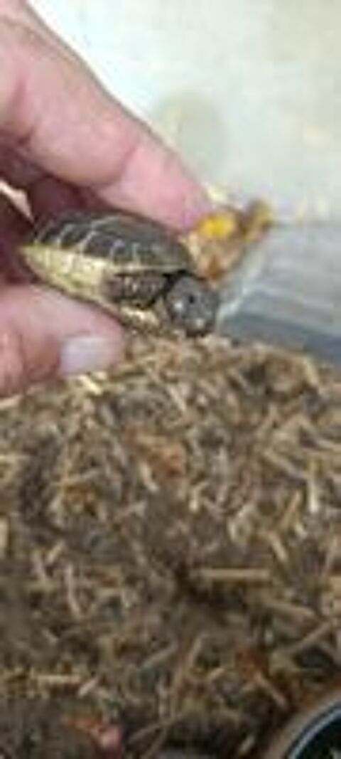   Petite tortue de terre. 