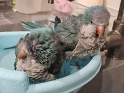   Couple conures souris 