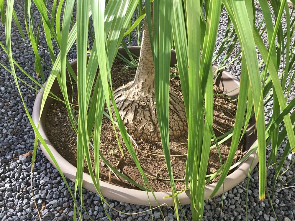 TR&Egrave;S BEAU BOCANEA Jardin