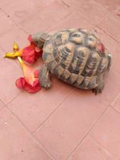   Tortue mâle 20ans 