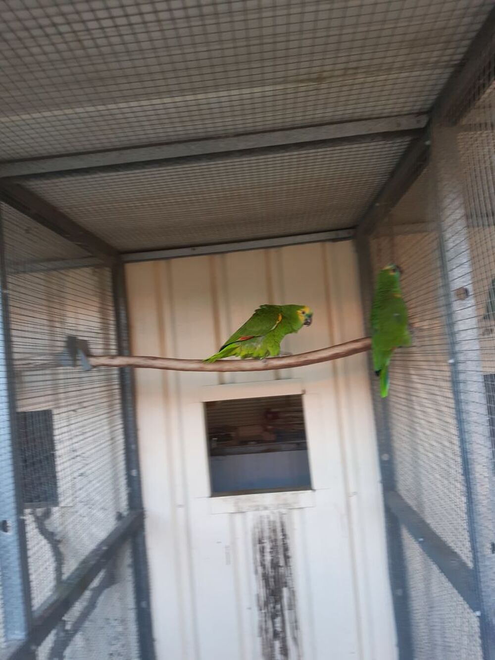    amazone aestiva male  