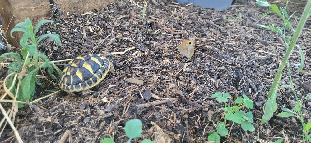   2 Jolie tortue de terre H, de 2 ans 
