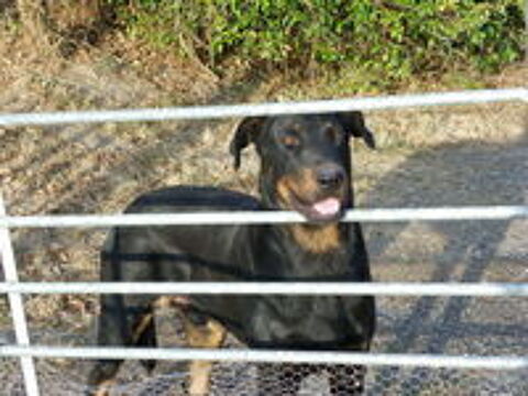   chiot beauceron 