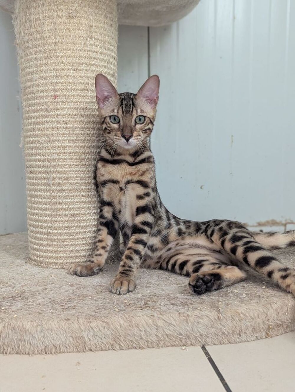   2 mâles Bengal disponible à l'adoption LOOF  