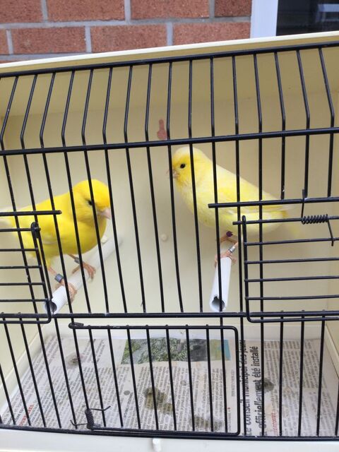 Canaris 20 62220 Carvin