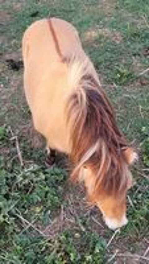   ponette shetland 80 cm 
