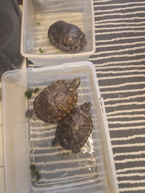 Tortue 0 59110 La madeleine