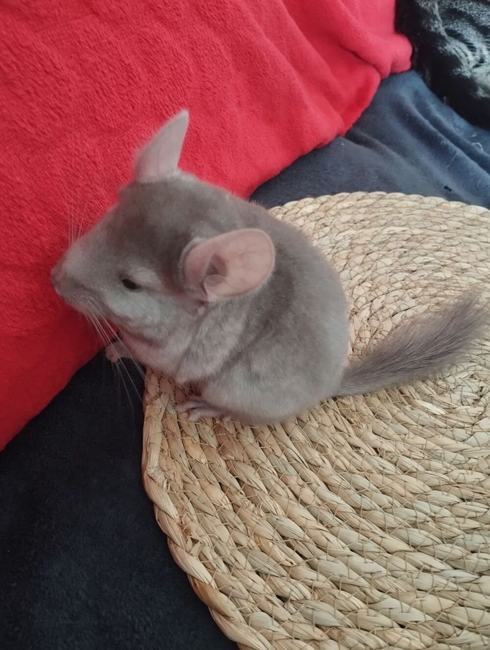   Bébé chimchilla  