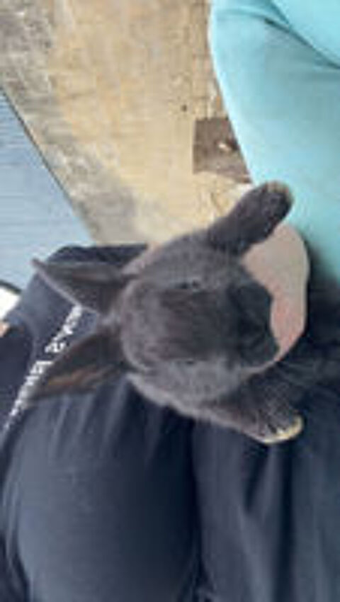   Lapin papillon  