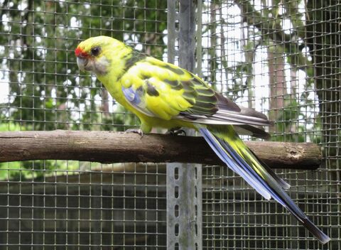 Perruche à vendre jaune mâle panaché 2015 100 33770 Salles