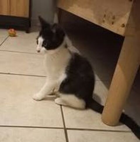  Chat BIBOP à l adoption 