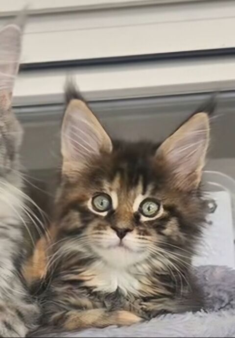 Vend Maine coon loof 1550 74350 Allonzier-la-caille