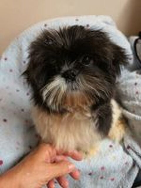   Shih tzu couleur bleu 