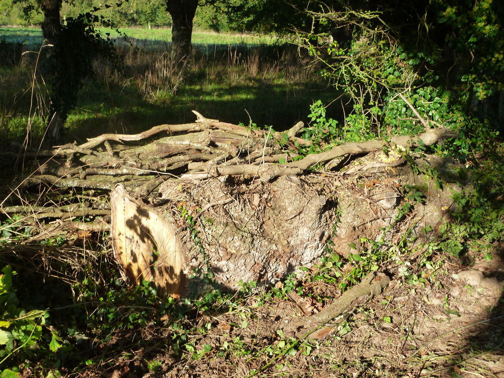Bois de chauffage Jardin