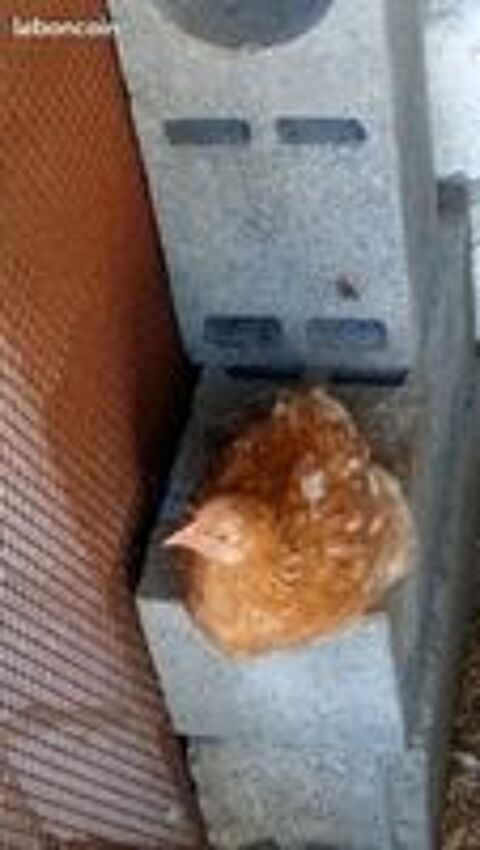   Jeunes poules label roux de 8 semaines  