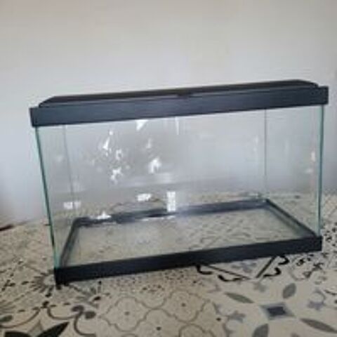   aquarium sans pompes plantes et cailloux  