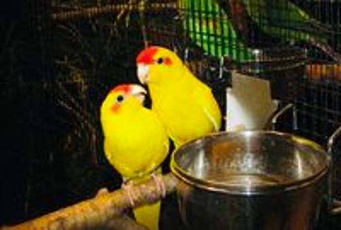   Très Beau Couple Formé De Kakariki Lutino Bagué 2026 