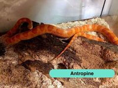   Antropine, serpent des blés à adopter 