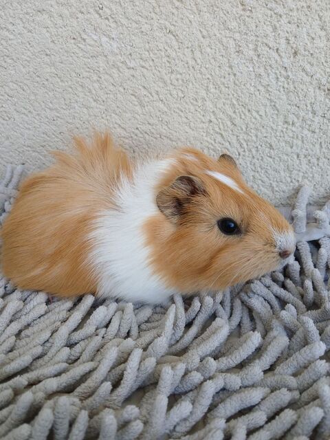 Cochon d inde femelle 0 01160 Pont-d'ain