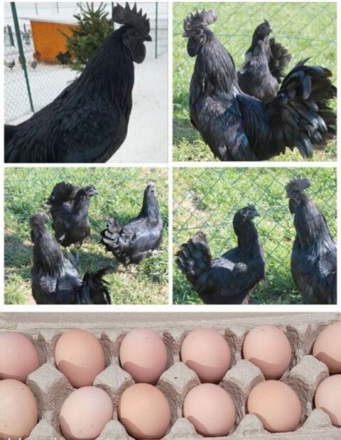Oeufs f&eacute;cond&eacute;s AYAM CEMANI 3 34750 Villeneuve-lès-maguelone