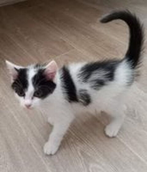   MOCHI CHATON DE 2 MOIS 