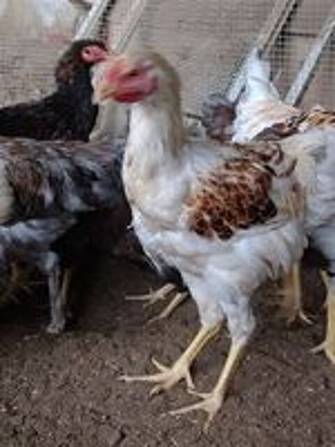   coq pure race 
