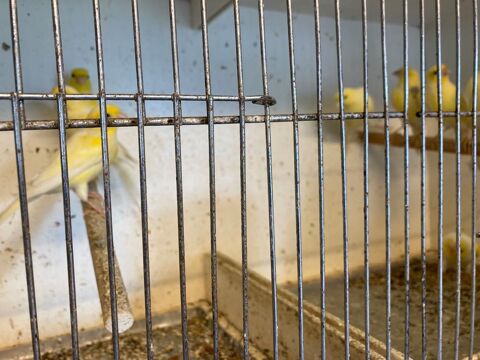 Canaris 20 33130 Bgles