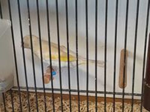   MALE HYBRIDE CHARDONNERET MUTATION X CANARI 2026
