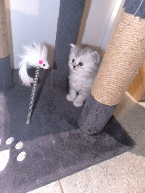 Chaton persan 0 59230 Ch�teau-l'abbaye