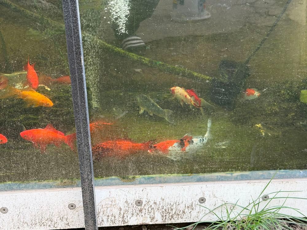 poisson rouge koi Jardin