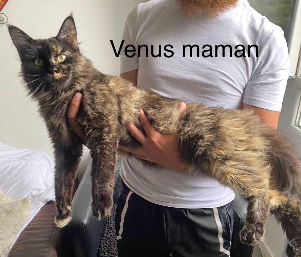   Deux maine coon m   les LOOF 
