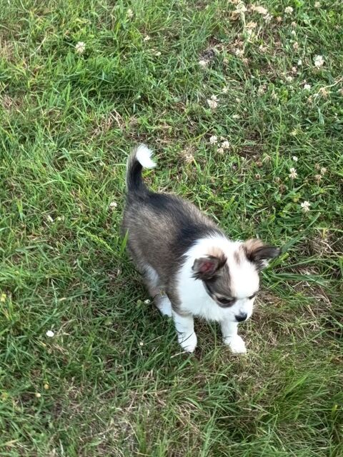 Chiots chihuahuas poils longs non lof
0 76260 Eu