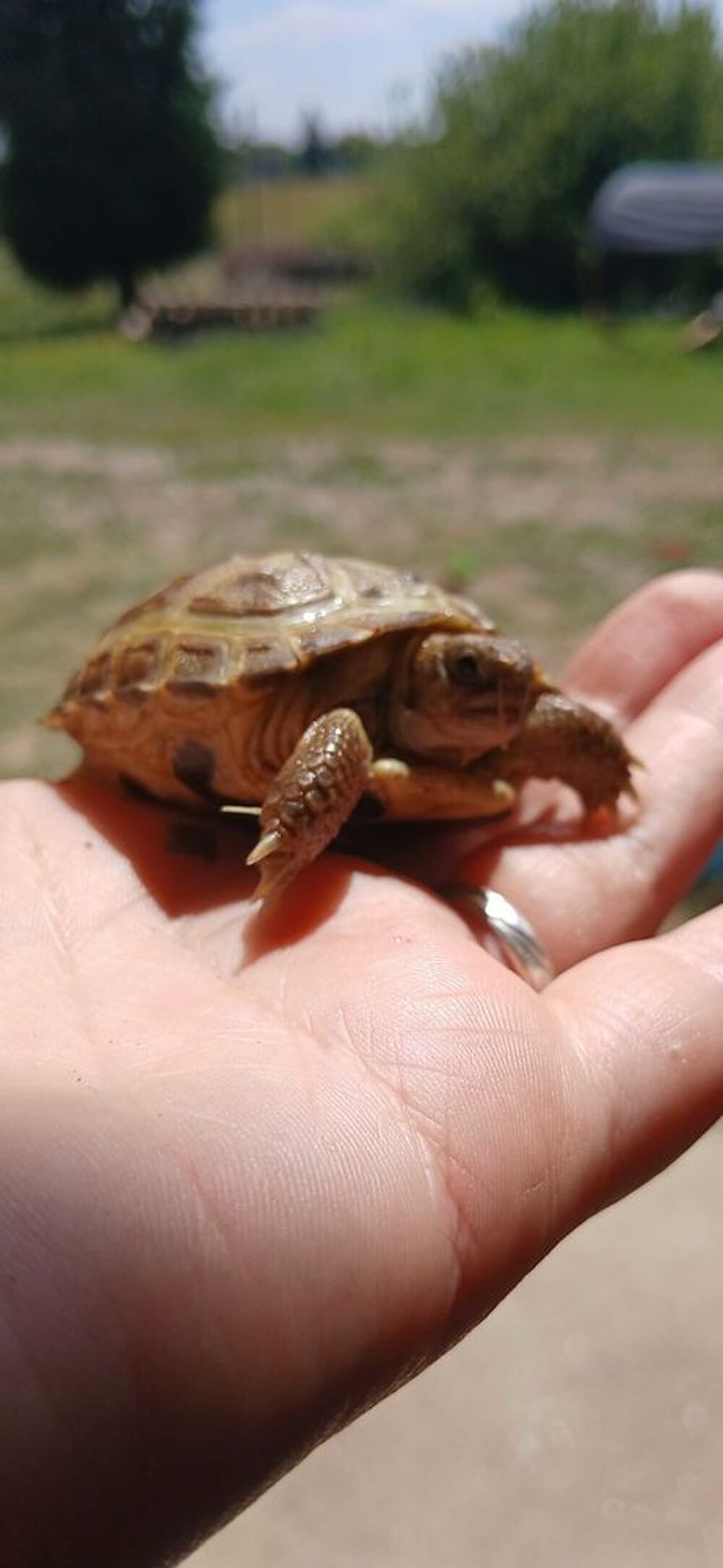 Tortues de terre (steppes, horsfield) 