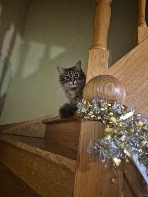 Chat LARA &agrave; l adoption 200 07100 Annonay