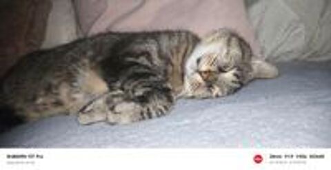   Don chat 