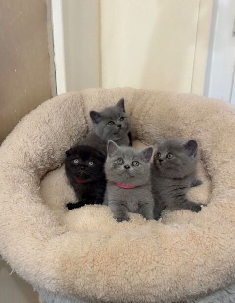 chaton British shorthair 0 75019 Paris