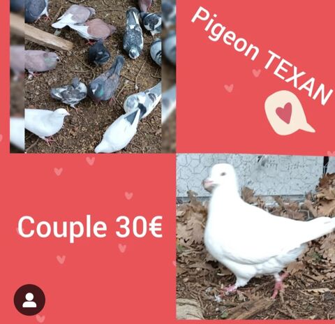 pigeon TEXAN couple 30 Colombiers (34)