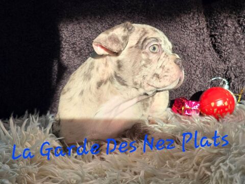 Chiots bouledogues fran&ccedil;ais non LOF  1000 59286 Roost-warendin