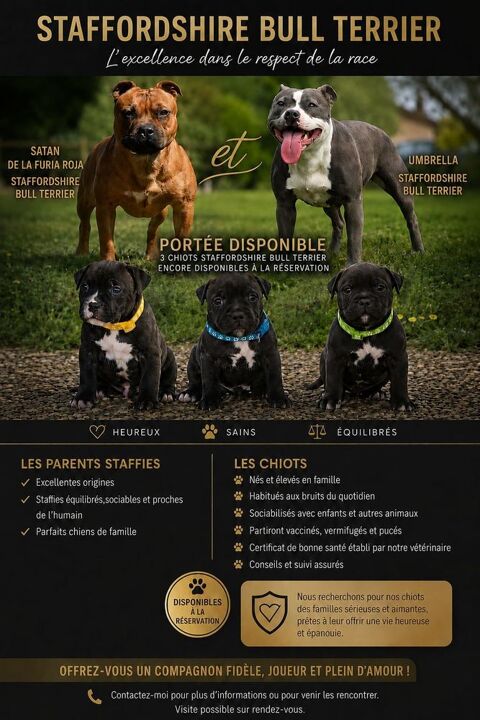 3 petits m&acirc;les Staffordshire Bull Terrier LOF recherchent 1600 01660 M�z�riat