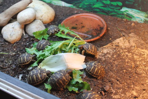 tortues terrestres 50 81660 Pont-de-larn