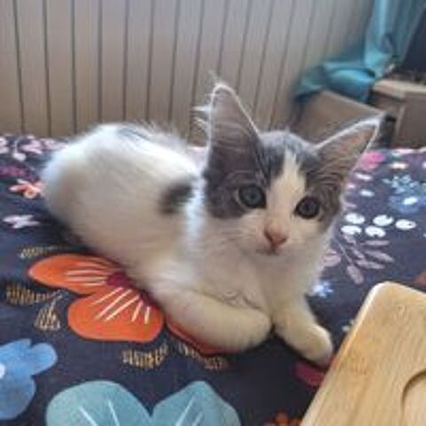   A l'adoption : Mistinguette 