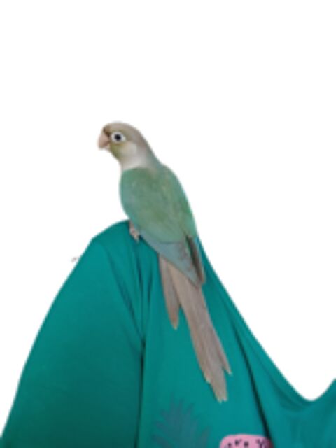   Jeune conure turquoise facteur violet eam 