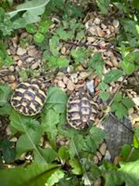   tortue de terre grecqua/ herman 