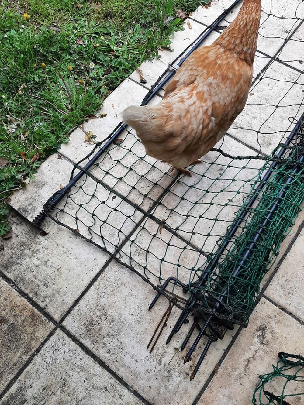 filet cl&ocirc;ture . Jardin