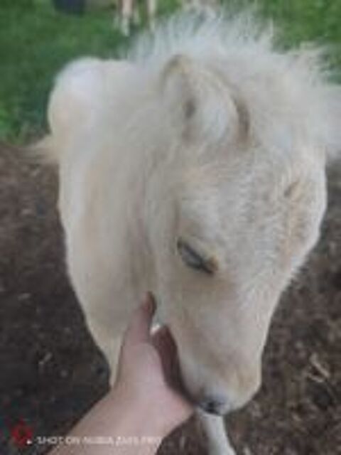   Poney pie palomino  