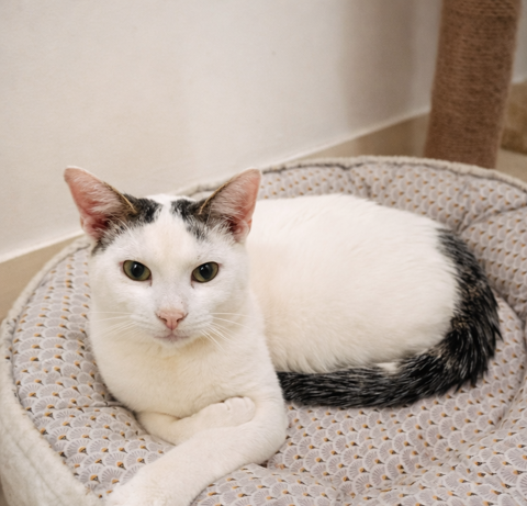 ARSENE 200 22100 Aucaleuc