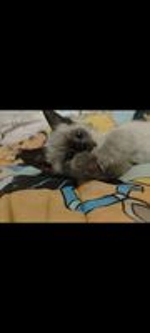   Chatons Siamois 